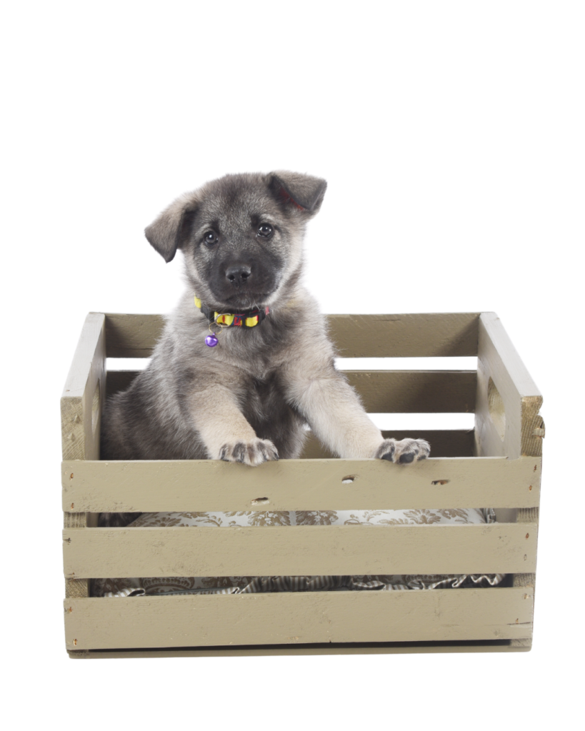 Norwegian_elkhound_no_bg Norwegian Elkhound puppy