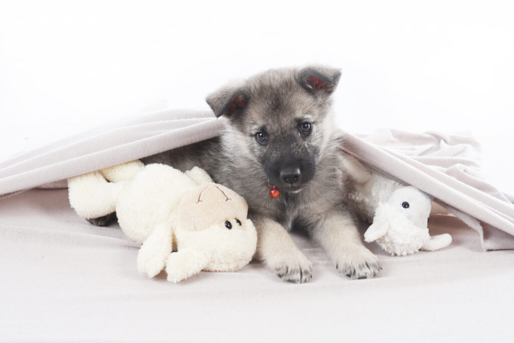 anne_norwegian_elkhound_in_blanket Norwegian Elkhound puppy underneath blanket