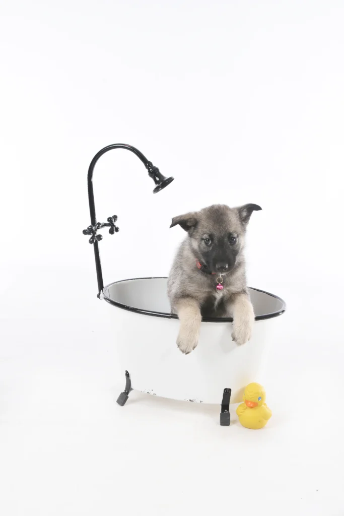 Norwegian puppy in bathtub Norwegian puppy in bathtub