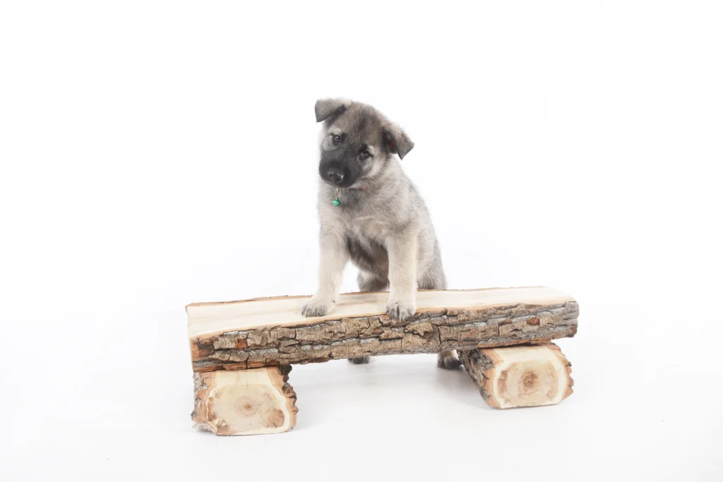 Norwegian Elkhound Puppy on a log Norwegian Elkhound Puppy on a log