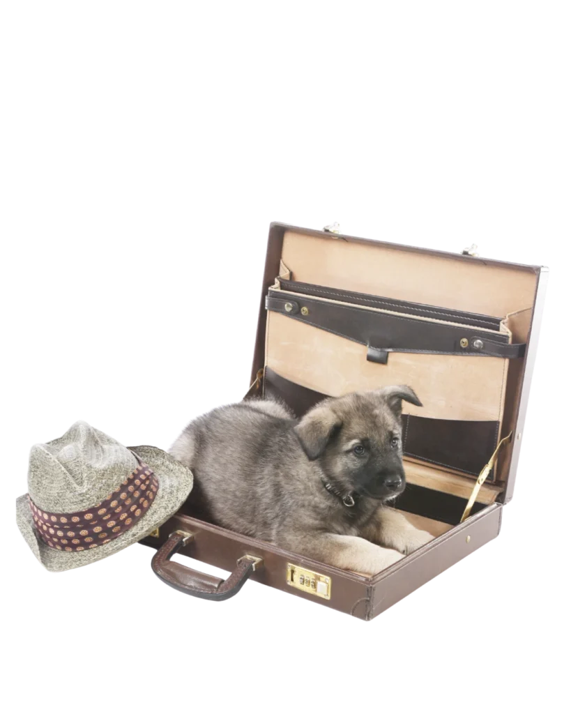 Norwegian Elkhound puppy in a suitcase Norwegian Elkhound puppy in a suitcase