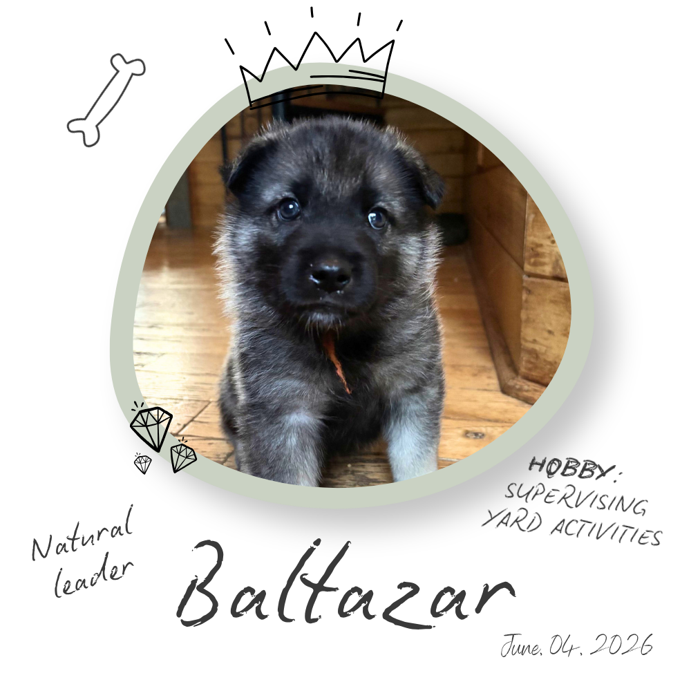 Baltazar the Norwegian Elkhound Puppy Baltazar the Norwegian Elkhound Puppy