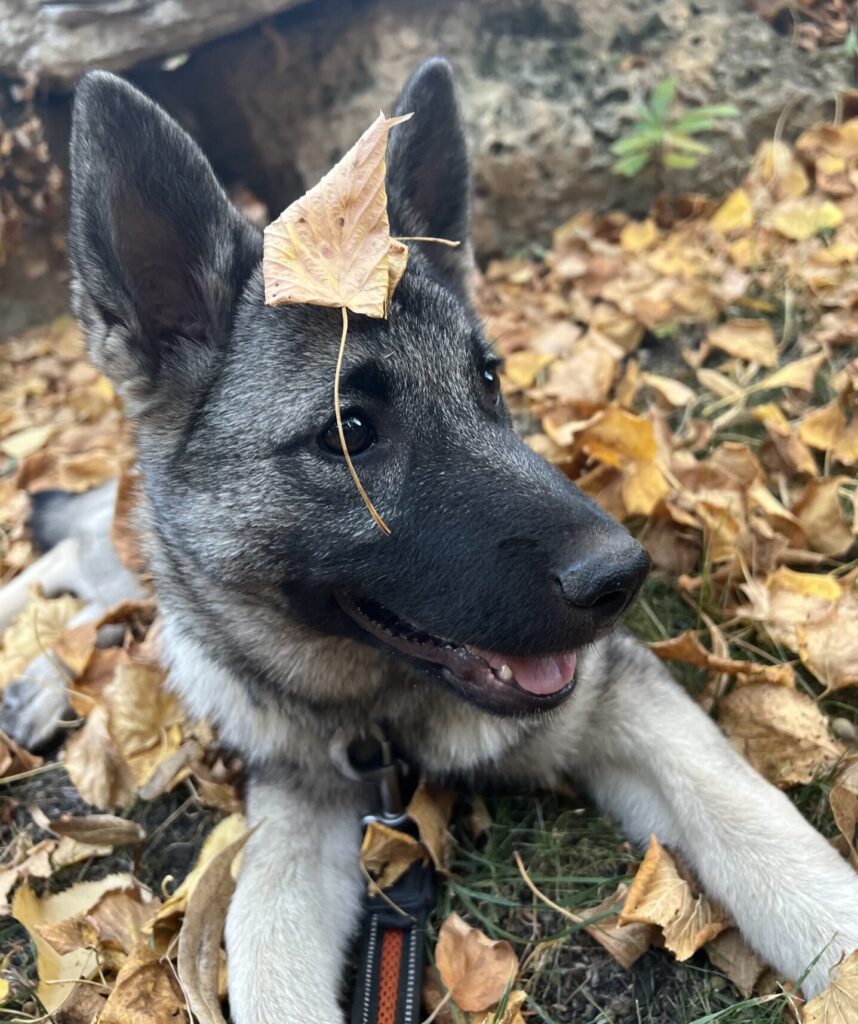 Stella the Norwegian Elkhound