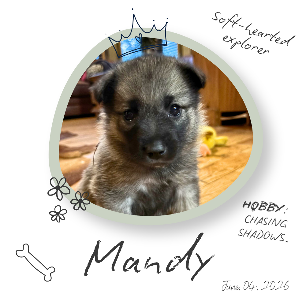 Mandy the Norwegian Elkhound Puppy Mandy the Norwegian Elkhound Puppy