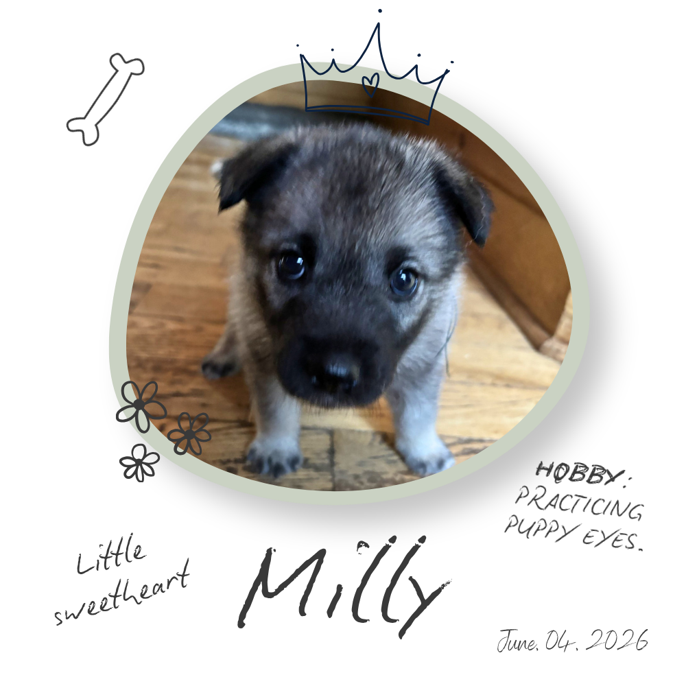 Milly the Norwegian Elkhound Puppy Milly the Norwegian Elkhound Puppy