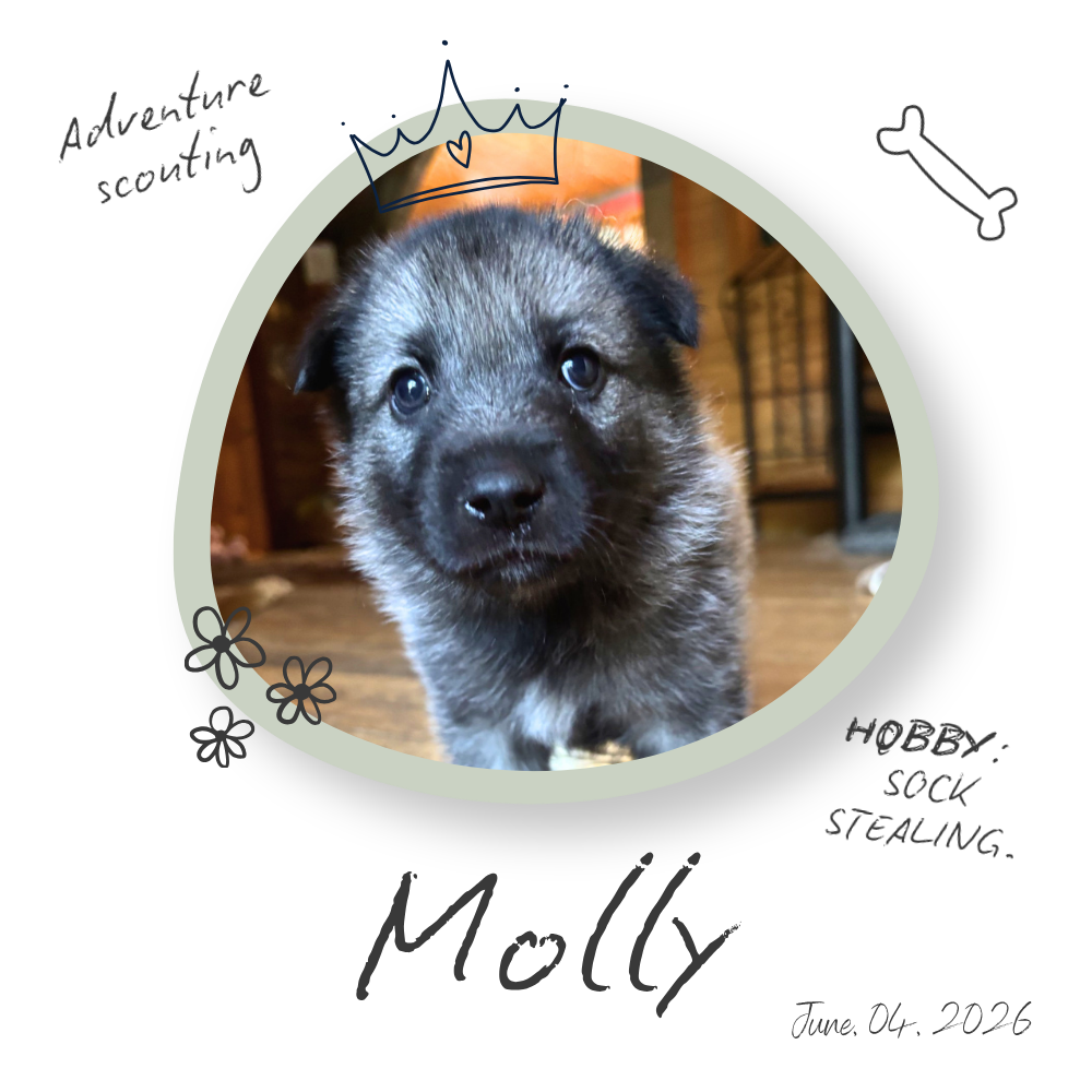 Molly the Norwegian Elkhound Puppy Molly the Norwegian Elkhound Puppy