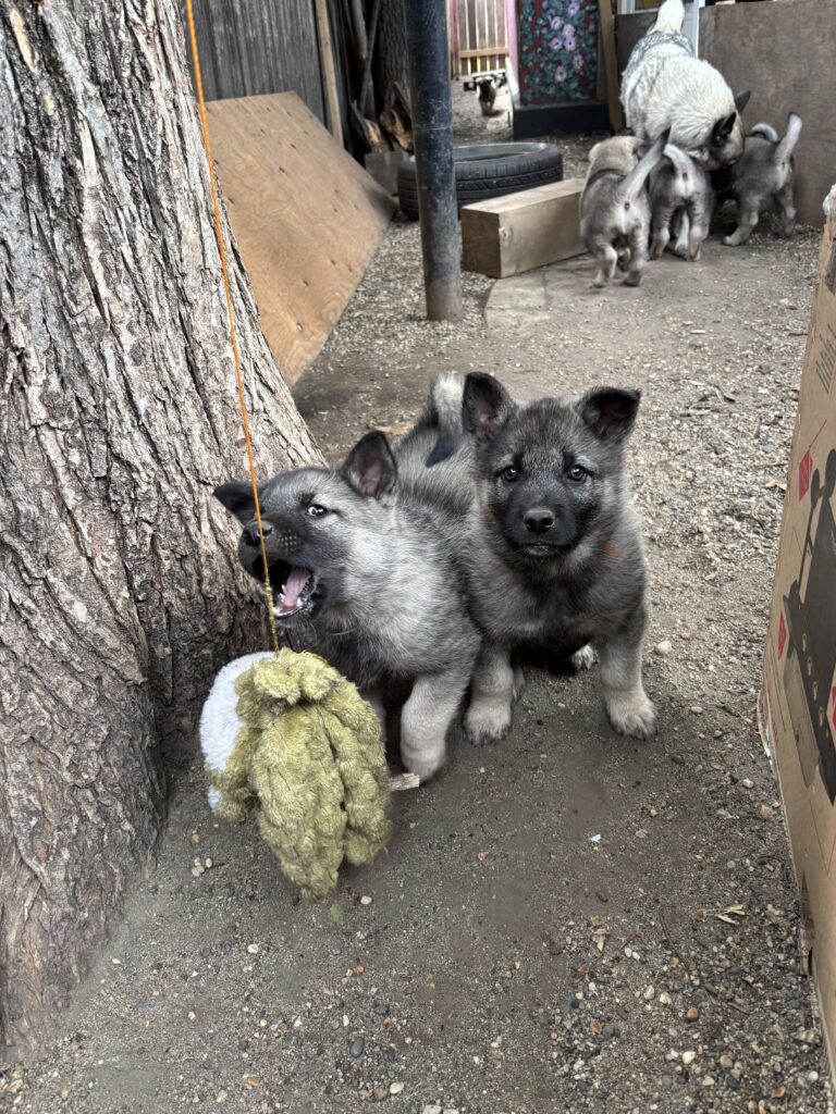 norwegian_elkhound_boys
