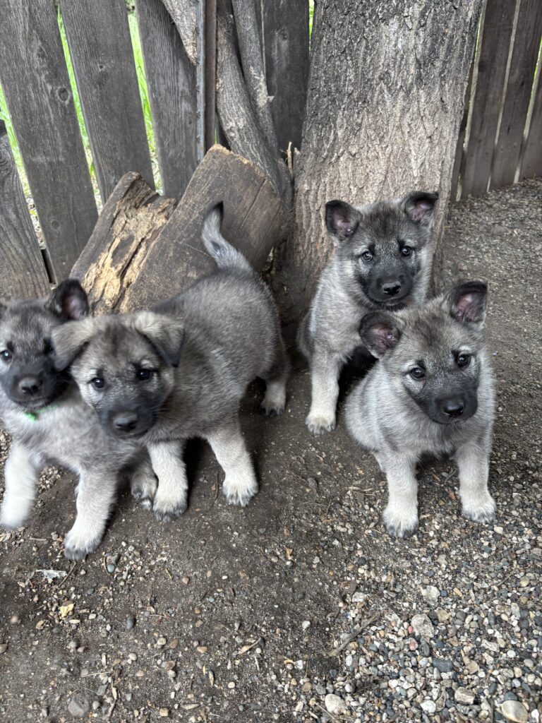 norwegian_elkhound_puppies