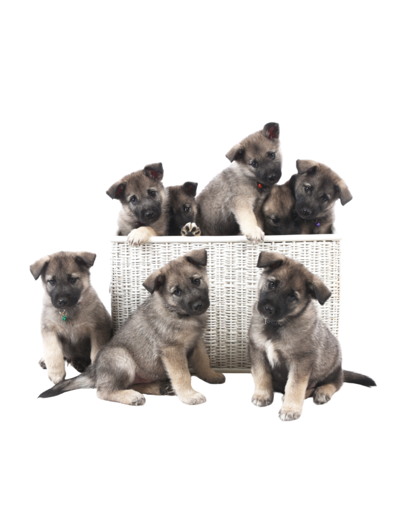 norwegian_elkhound_puppies_in_basket_no_background_portrait
