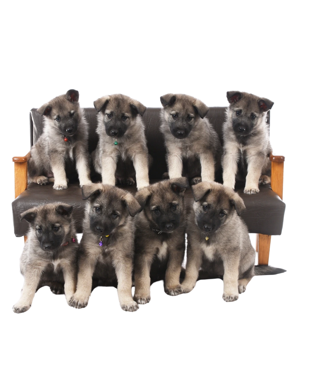 Norwegian Elkhounds puppies on bench Norwegian Elkhounds puppies on bench