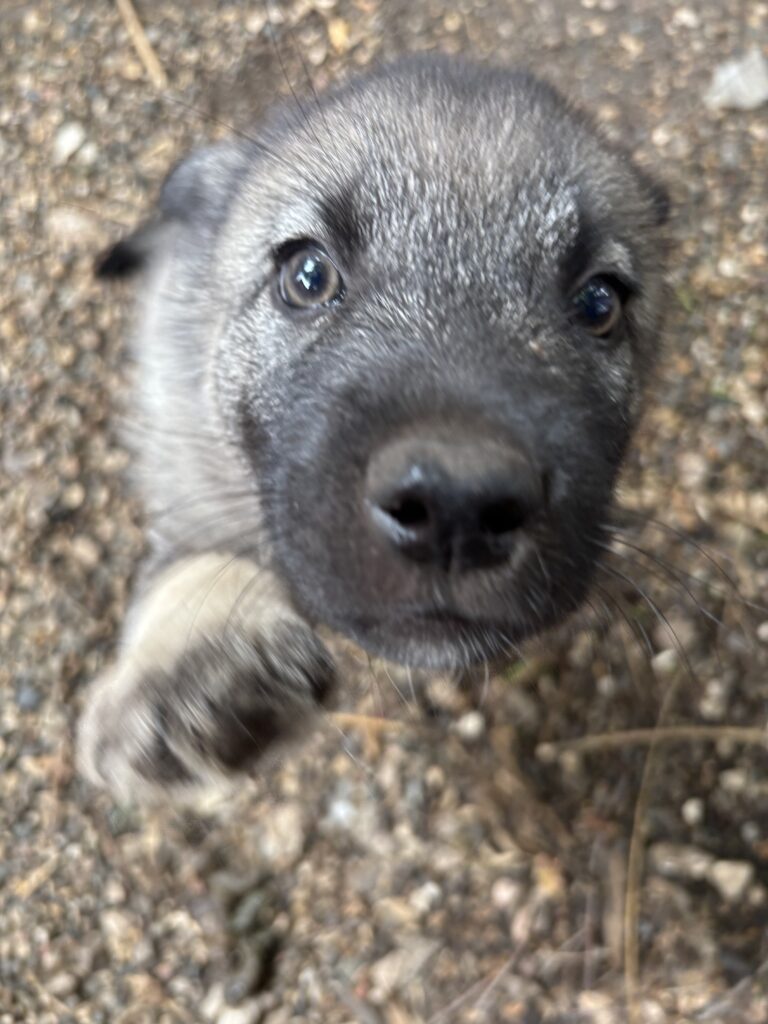norwegian_elkhound_puppy