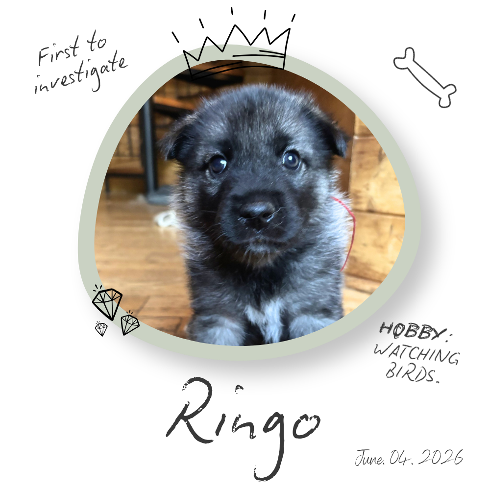 Ringo the Norwegian Elkhound Puppy Ringo the Norwegian Elkhound Puppy