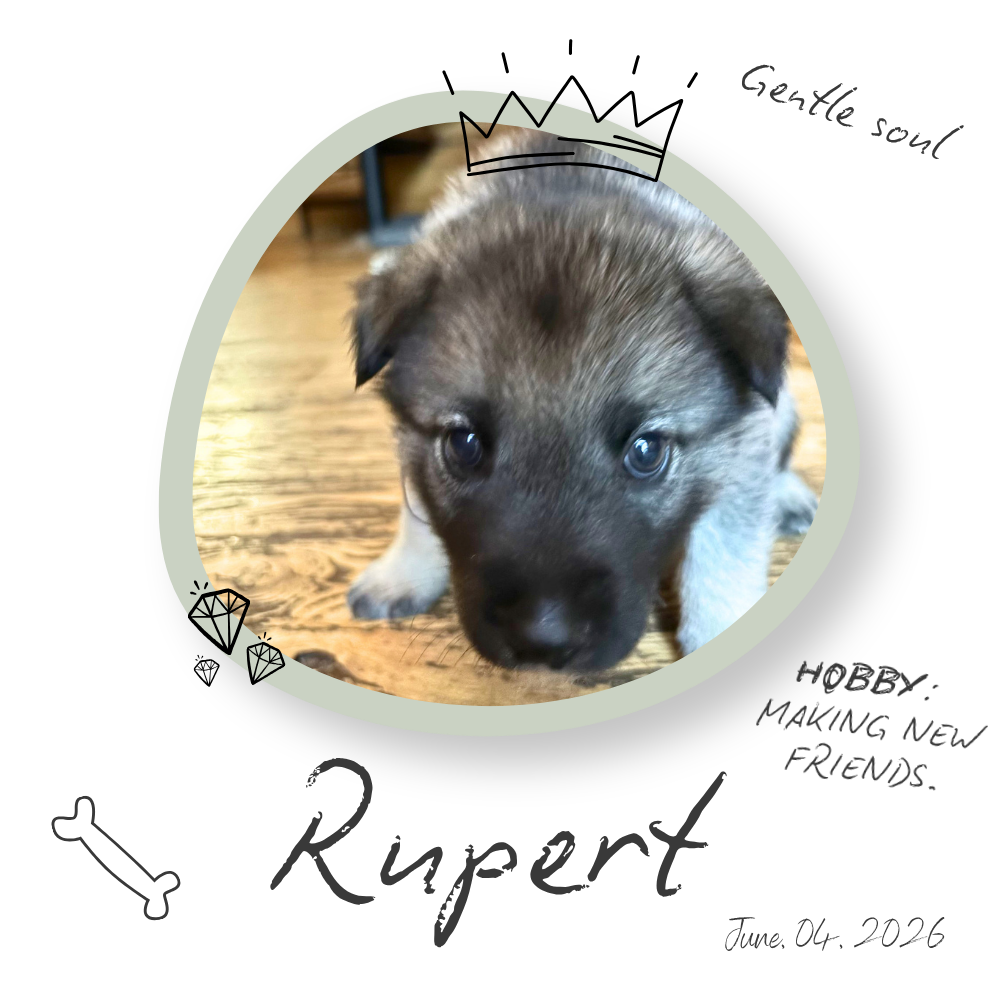 Rupert the Norwegian Elkhound Puppy Rupert the Norwegian Elkhound Puppy