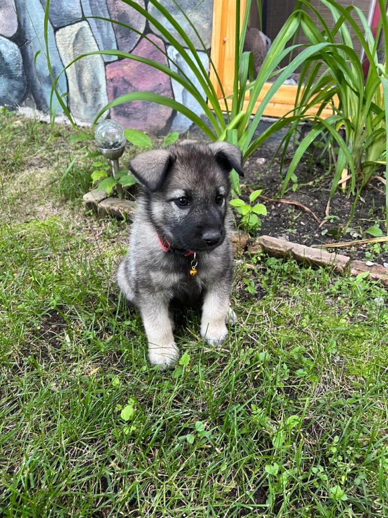 Ruterfem puppies