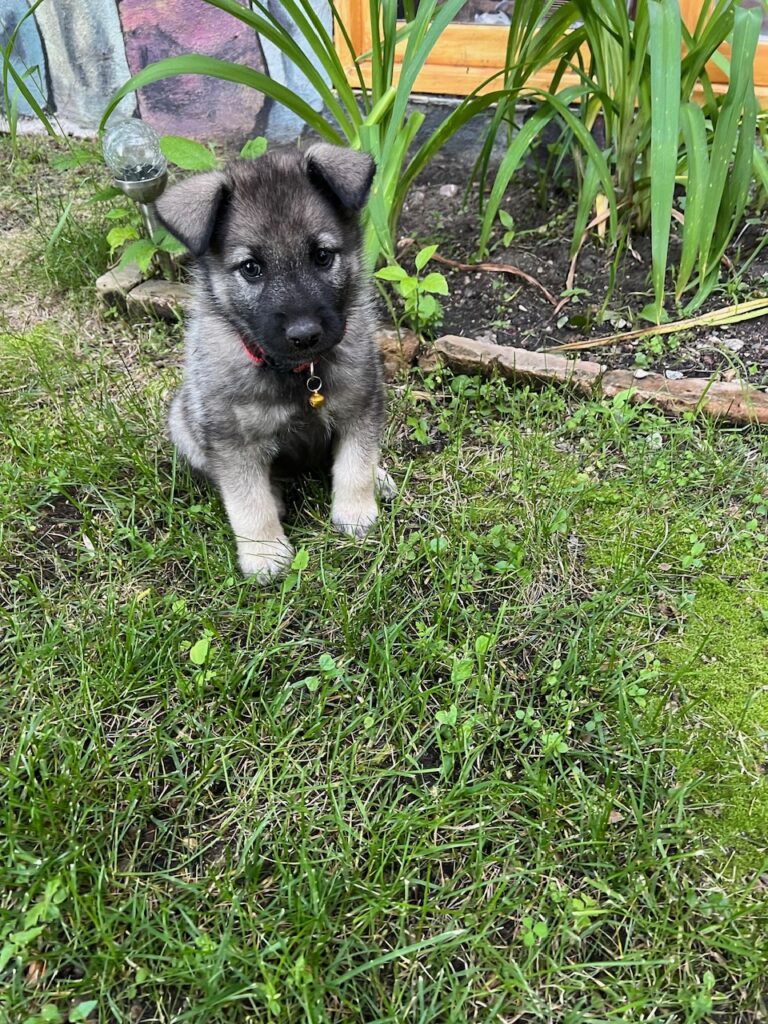 Ruterfem puppies