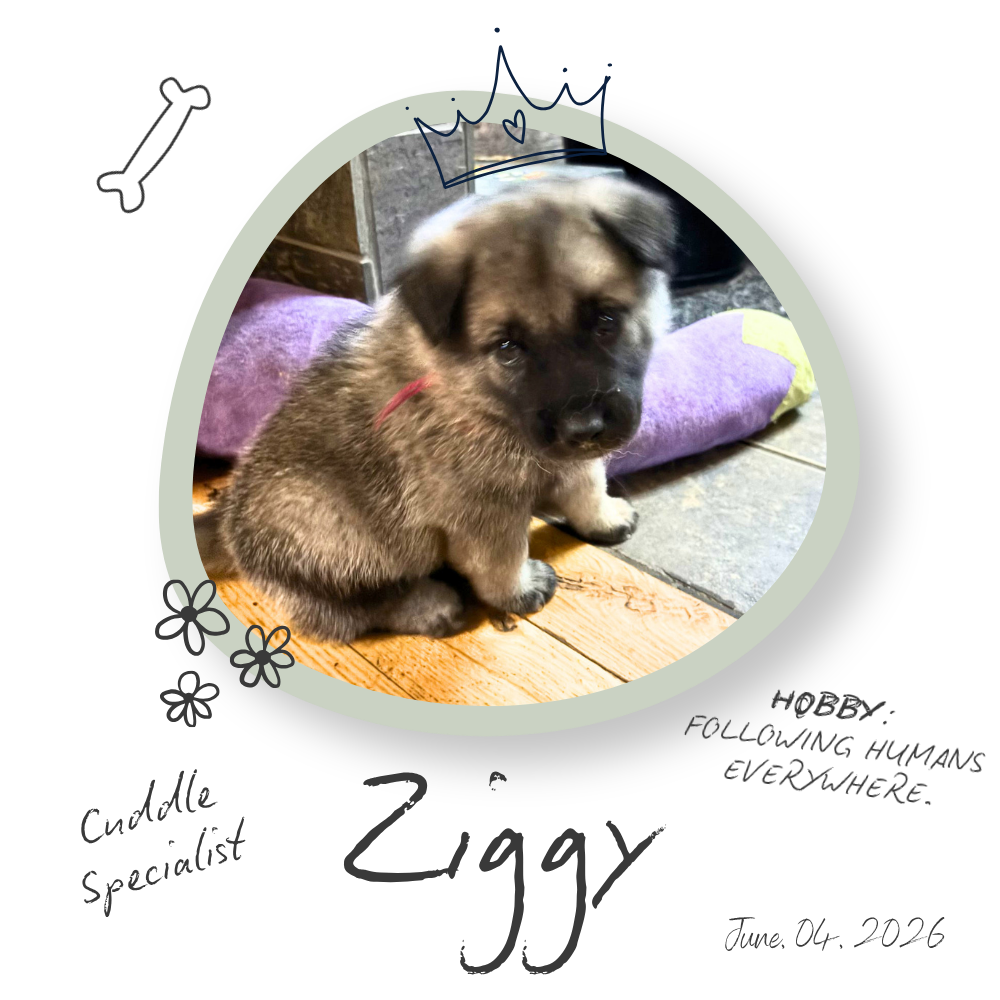 Ziggy the Norwegian Elkhound Puppy Ziggy the Norwegian Elkhound Puppy